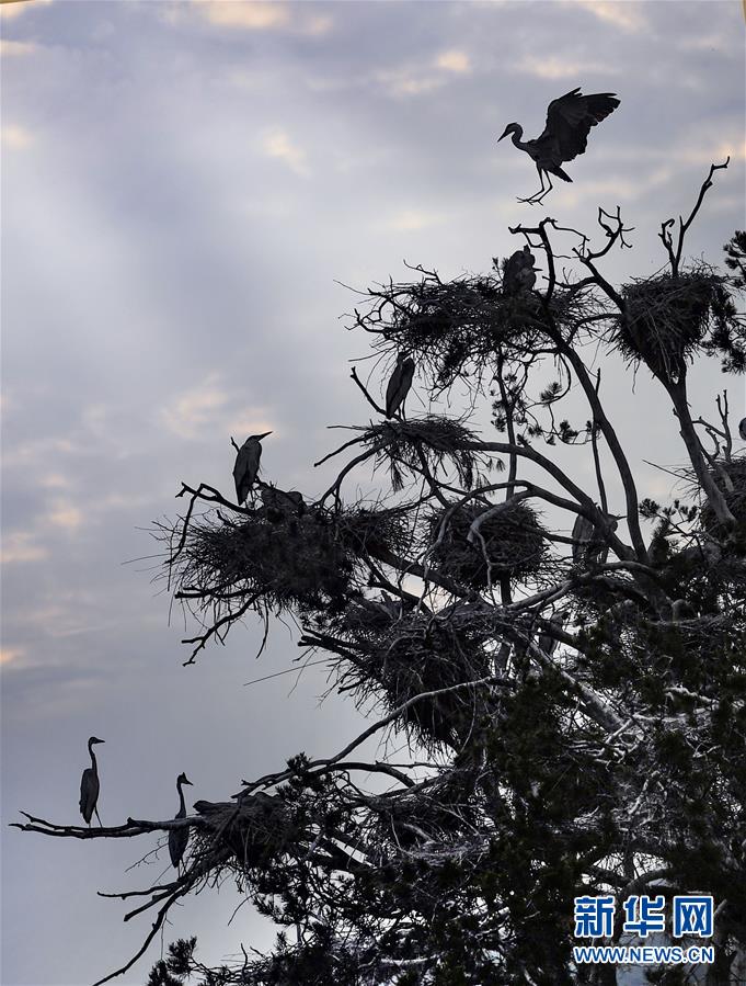 苍鹭在秦岭深处的白皮松古树上筑巢