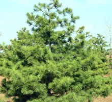 精品4米华山松 精品4米华山松