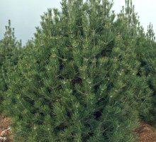 2米精品白皮松 2米精品白皮松