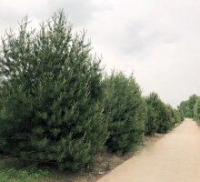 3米精品白皮松 3米精品白皮松