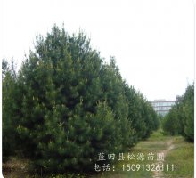 蓝田白皮松|白皮松|4米白皮松|5米白皮松 |6米白皮松 蓝田白皮松|白皮松|4米白皮松|5米白皮松 |6米白皮松