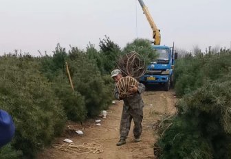 蓝田2米白皮松发往北京