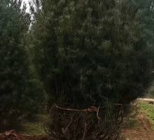 5米白皮松 5米白皮松