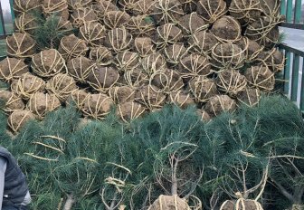 一米蓝田白皮松小苗装车发往河北 一米蓝田白皮松小苗装车发往河北