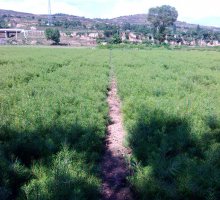 10万株白皮松小苗 10万株白皮松小苗