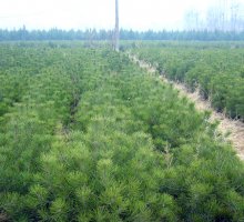 1米白皮松小苗 1米白皮松小苗