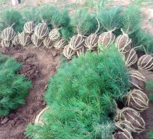 80公分白皮松小苗 80公分白皮松小苗