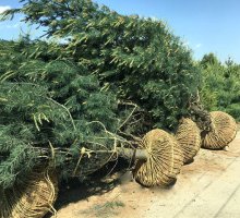 蓝田县松源苗圃---5米精品白皮松-----土球1米装车 蓝田县松源苗圃---5米精品白皮松-----土球1米装车
