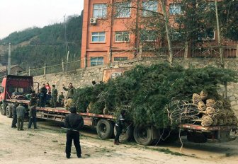 3米蓝田白皮松20000棵发往郑州 3米蓝田白皮松20000棵发往郑州