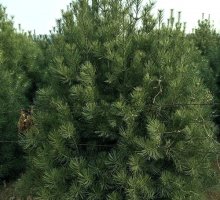 2.5米精品白皮松 2.5米精品白皮松