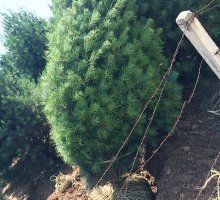 4.5米精品白皮松 4.5米精品白皮松