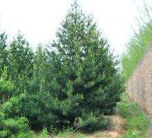 5.5米精品白皮松 5.5米精品白皮松