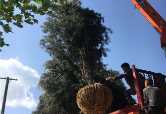 蓝田4米白皮松 蓝田4米白皮松