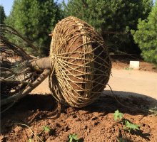 蓝田精品4米白皮松 蓝田精品4米白皮松