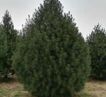 4.5米白皮松 4.5米白皮松